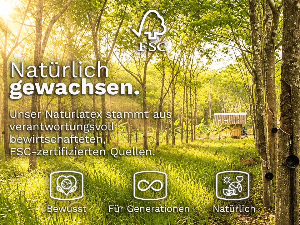 FSC-zertifizierte Kautschukbaum-Plantage für verantwortungsvoll gewonnenen, nachwachsenden Naturlatex.