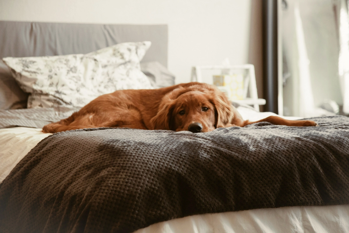 Hund auf Boxspringmatratze